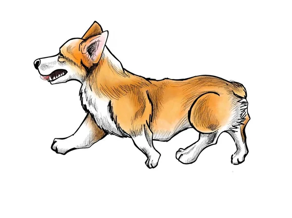 サラブレッド ウェルシュ コーギーは散歩 獣医クリニックのロゴ グルーミング サービス 犬の犬小屋 — ストック写真