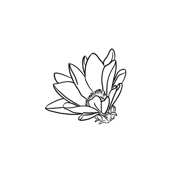 Doodle Illustration Von Blumen Und Blättern — Stockfoto