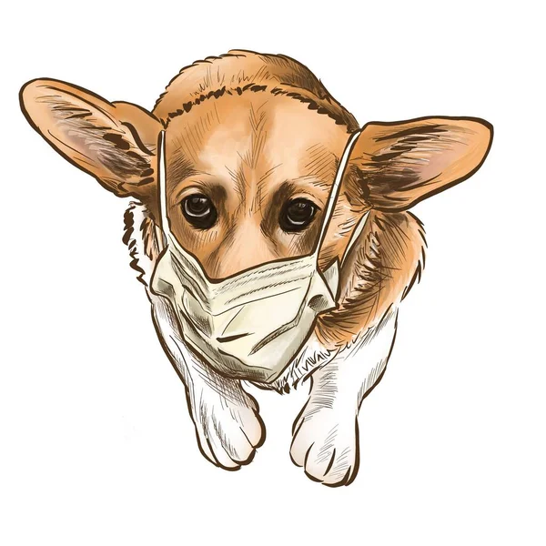 Ginger Corgi Medical Mask — Stock Photo, Image