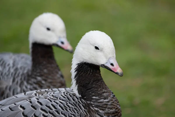 Wwt Londra Bataklık Merkezi Nde Mparator Kazları — Stok fotoğraf