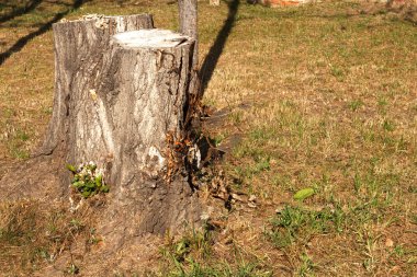 sonbahar günü açıklıkta güdük