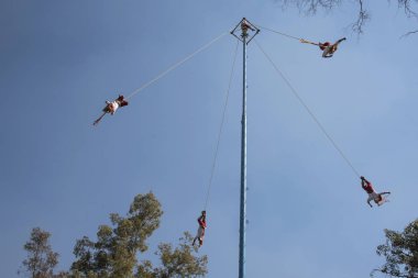 Meksikalı downacrobats ters