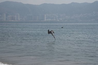 Pelikan balık tutuyor.