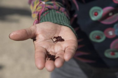 Meksika'da yemek için kriket