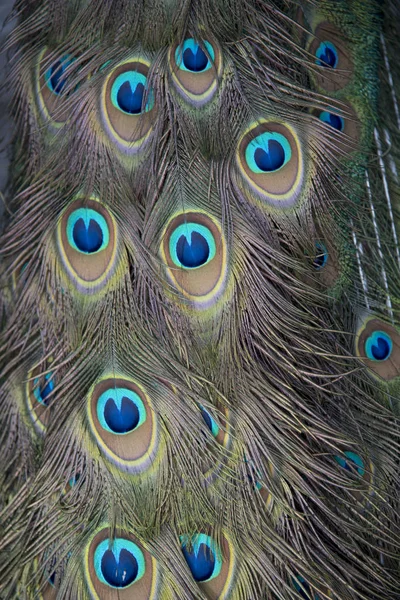 Cauda Colorida Pavão — Fotografia de Stock