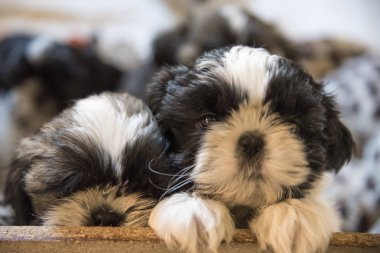 Shih tzu doğurmak a köpek yavrusu