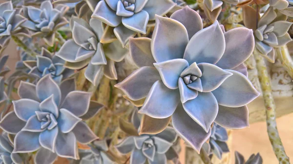 Echeveria lezzetli bitki