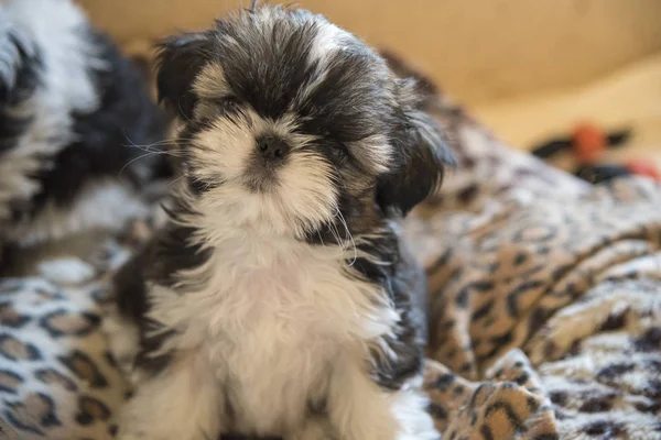 Shih tzu doğurmak a köpek yavrusu