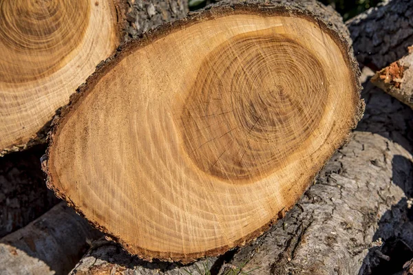 Kesme Odun Yığını — Stok fotoğraf