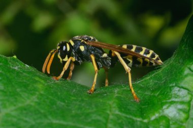  Yeşil çarşafta eşek arısı, çiçeğin üzerinde oturur