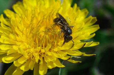 Yeşil çarşafta eşek arısı, çiçeğin üzerinde oturur