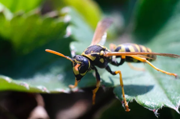 wasp on green sheet ,sits on flower