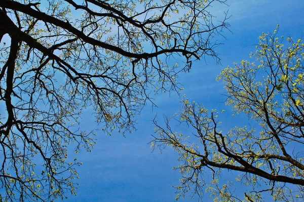 Lucht Door Takken Van Het Bos — Stockfoto