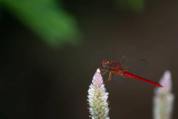 Libélula Vermelha País Asiático — Fotografia de Stock