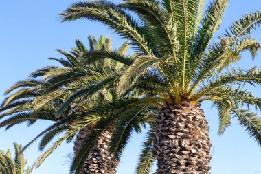 Gri gökyüzünün arka planında bir palmiye ağacı