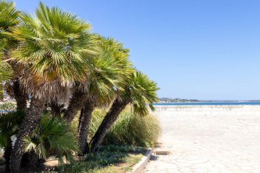 Okyanus arka plan üzerinde palmiye ağacı