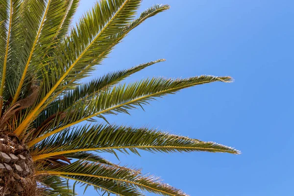 Palmboom Achtergrond Van Grijze Lucht — Stockfoto