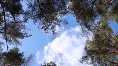 Ağaçların taçlarında bulutlarla gökyüzü