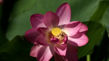 Inanılmaz bir Su Lotus içinde Arı