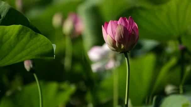 Beautiful Lotus Swinging Green Leaves — Stock Video