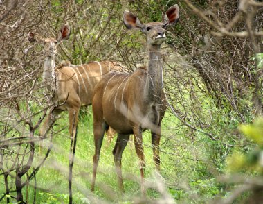 Vahşi Güney Afrika antilopları Kruger Ulusal Parkı 'nda yürüyor