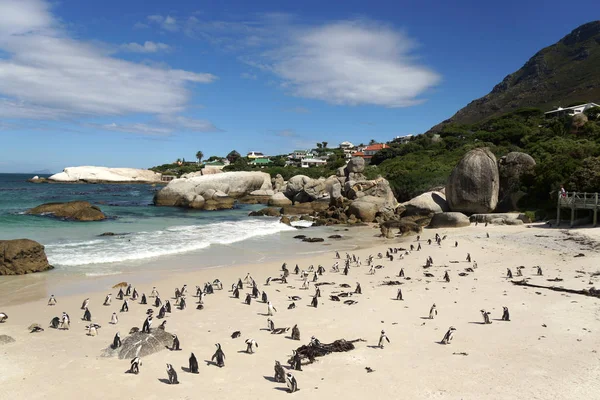Simon Town Cape Town Daki Kumlu Bir Sahilde Afrika Penguenleri — Stok fotoğraf