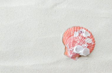 Plaj ve Yaz Arkaplanı - Beyaz kum arka planında güzel deniz kabuğu