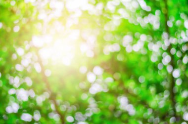 Doğal yeşil Bokeh - Görüntü Ağacı ve Park arka planı