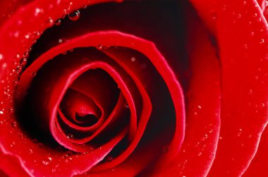 Su damlalı kırmızı gül çiçeğine yaklaş