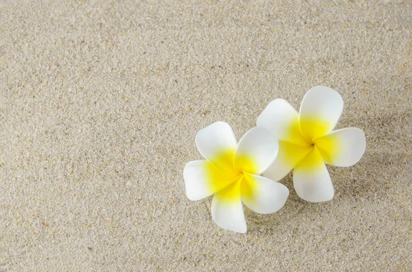 Plumeria Flores Fundo Areia — Fotografia de Stock