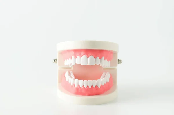 Close White Teeth Model Red Gum White Background — Stock Photo, Image