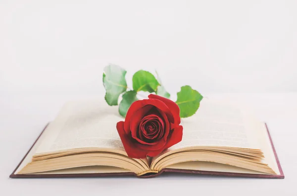 Primer Plano Flor Rosa Roja Libro Viejo Abierto Sobre Fondo — Foto de Stock