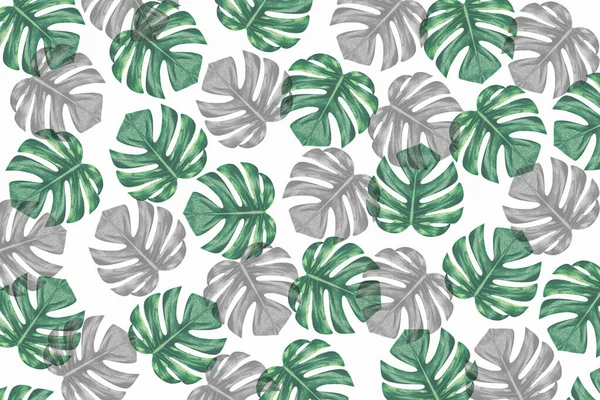 Zelené Tropické Listy Vzor Pozadí — Stock fotografie