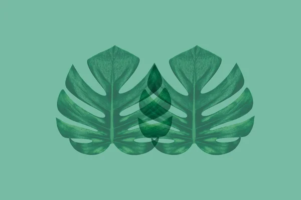 Folha Tropical Verde Fundo Abstrato — Fotografia de Stock