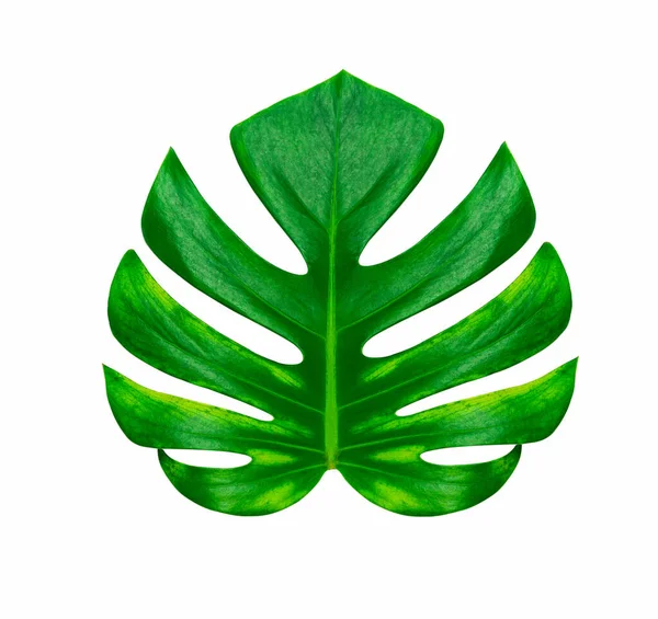 Folha Tropical Verde Isolada Fundo Branco Com Caminho Recorte — Fotografia de Stock