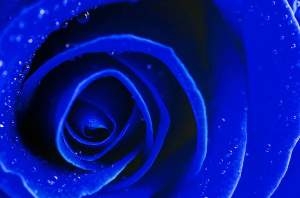 Закрыть Голубой Розовый Цветок Каплями Воды — стоковое фото