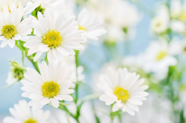 Close Flores Brancas Margarida Fundo Céu Azul Com Tom Vintage — Fotografia de Stock