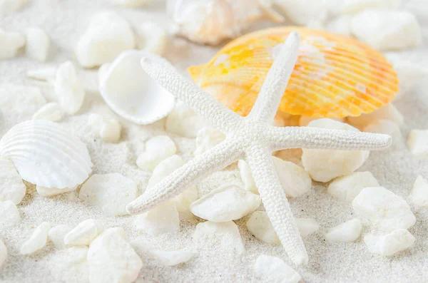 Strand Und Sommer Hintergrund Nahaufnahme Von Seesternen Und Muscheln Auf lizenzfreie Stockfotos