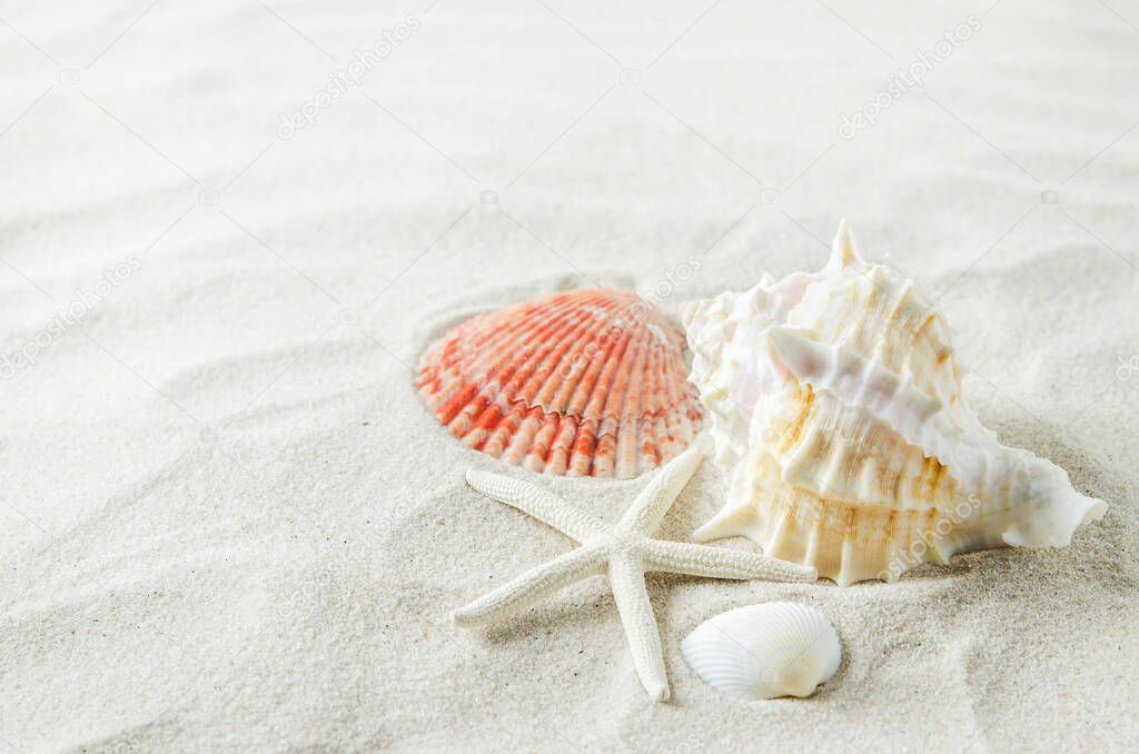 Beach and Summer background - Close up of starfish and seashells on white sand background with white coarse sand
