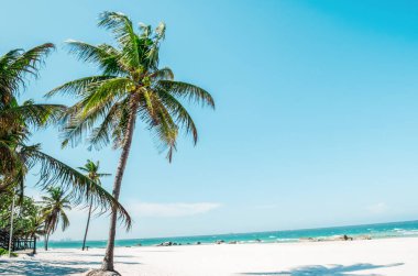 Okyanustaki hindistan cevizi ağacı, kumlu kumsal, güneşli ışık.