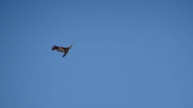 Gökyüzünde süzülen yalnız kartal.