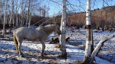 Ağaç ve kardan oluşan arka planda beyaz at..