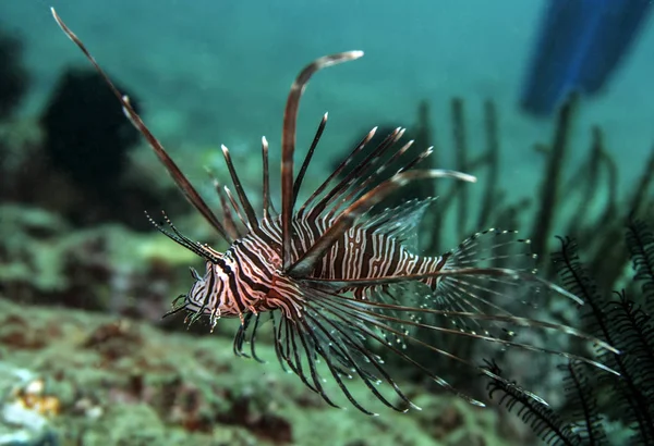 ライオン魚を食べた後泳ぐ — ストック写真