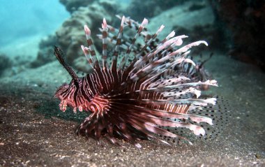 Aslan balığı küçük balığı bekler.