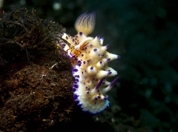 サンゴ礁のウミウシ — ストック写真
