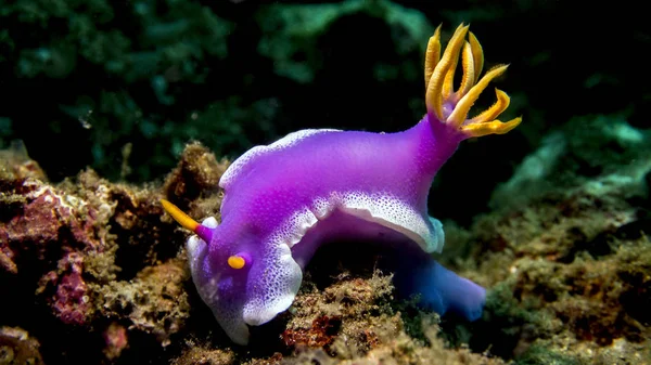 Fantastisk Nudibranch Violet Farve - Stock-foto