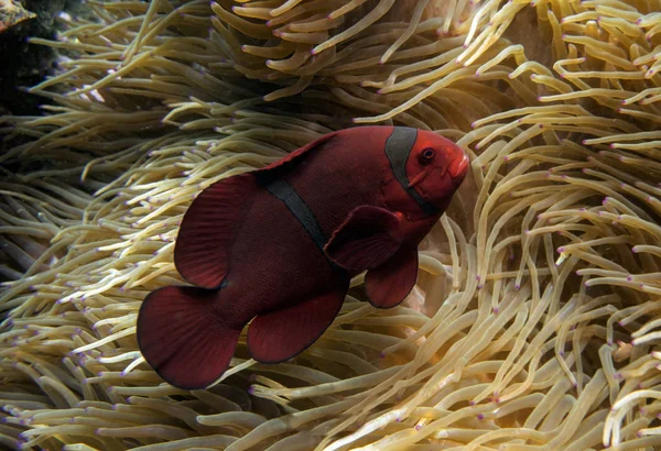 アネモネの中の赤いピエロの魚 — ストック写真