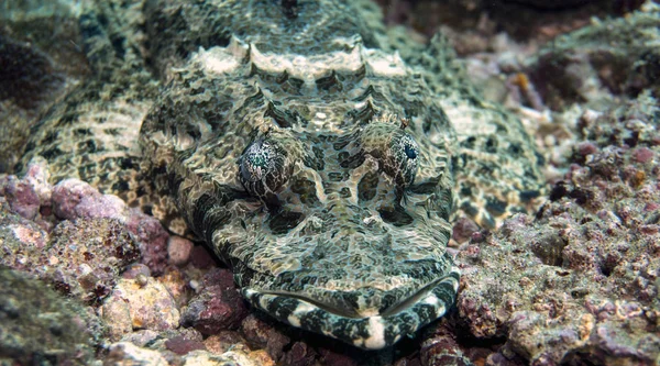 Krokodýlí Ryba Tebe Dívá — Stock fotografie
