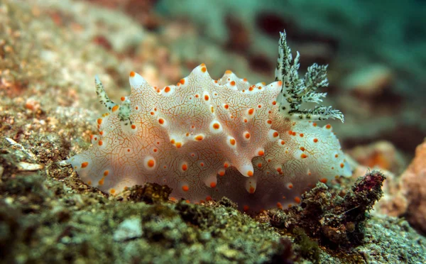 Nacktschnecke Der Nacht — Stockfoto