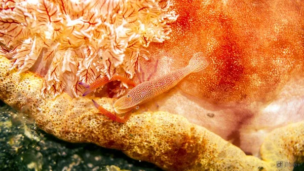 Spanische Tänzerin Und Kleine Garnelen — Stockfoto